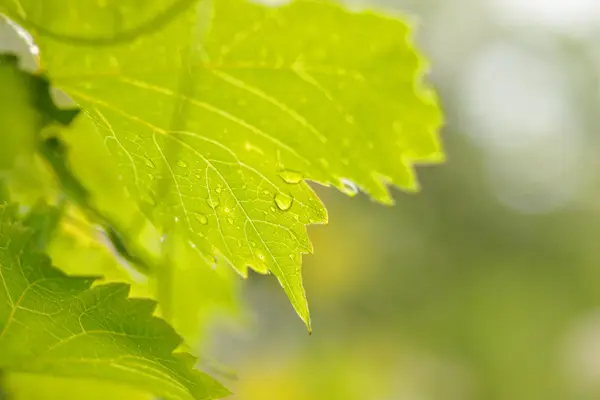 Gotas líquidas en hojas verdes — Foto de Stock