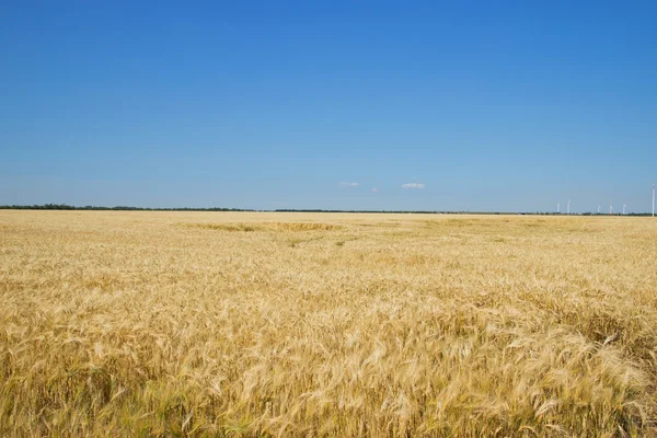 Corn Wheat with Blue Sky Above — Stock Photo, Image