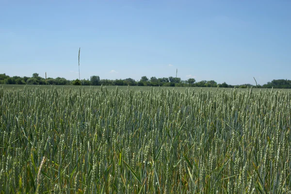 Common Wheat Field — Stock Photo, Image