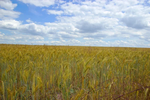 Wheat Field — Stock Photo, Image