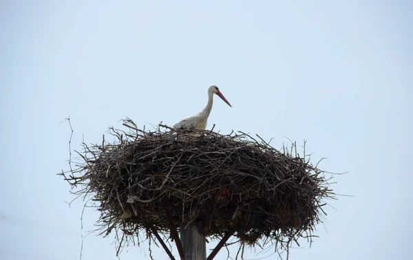 Cigogne blanche sur le nid — Photo