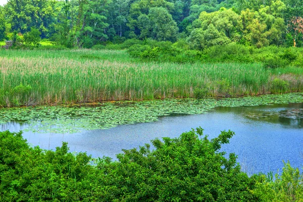 Canna sul lago di riva — Foto Stock