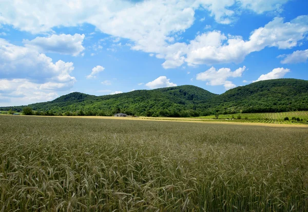 Campo de milho com casa de fazenda — Fotografia de Stock