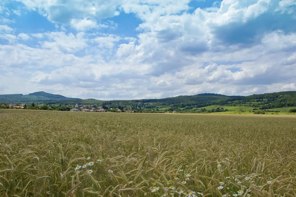 Campo de cultivo con montaña boscosa — Foto de Stock