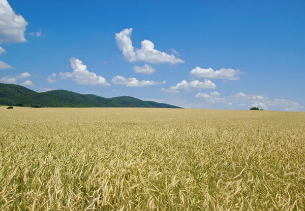 Campo di coltura con colline forestali a distanza — Foto Stock