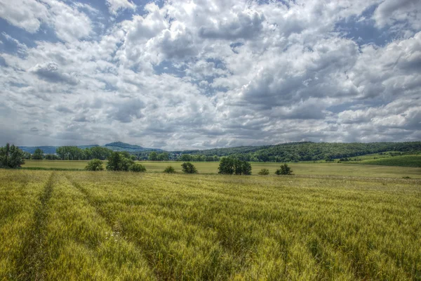Широкое пшеничное поле Лицензионные Стоковые Фото