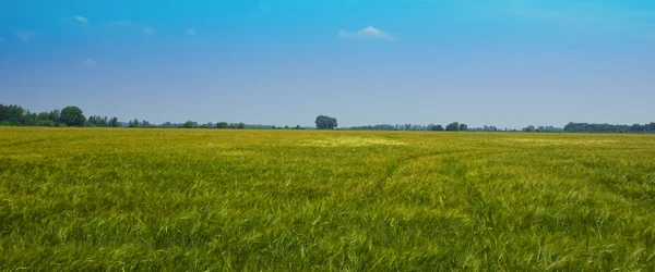 Hayfield con albero solitario Immagini Stock Royalty Free