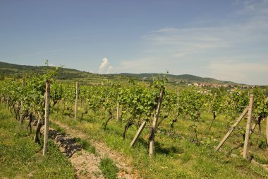 Üzüm bağları ile Hills 