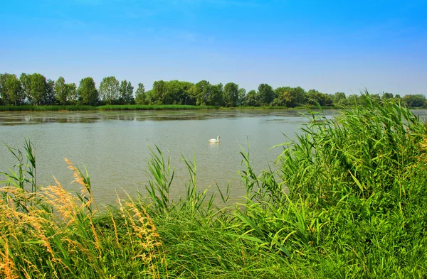 Lago con Cisne — Foto de Stock