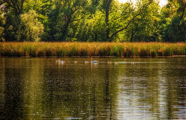 Cigni sul lago — Foto Stock