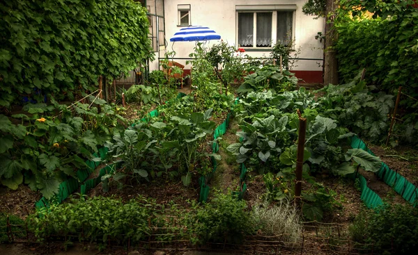 Gemüsegarten — Stockfoto