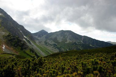 Mızrakları tarafından çevrili cüce çam 