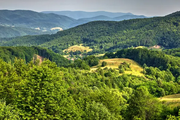 Forested Valley — Stock Photo, Image