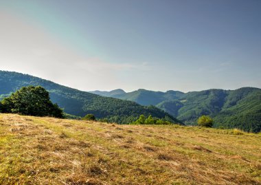 dağ çayır çim mowed