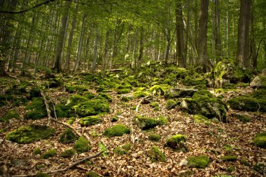 Kara yosunları tarafından kaplı kaya