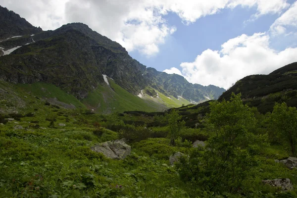 Dağ Pikes cüce çam ile