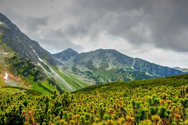 Berghechte — Stockfoto