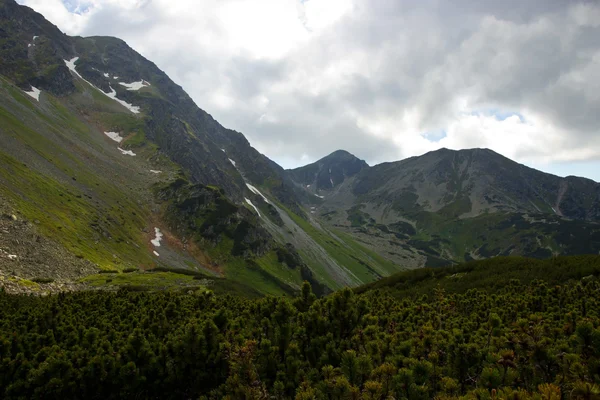 Dwarf Pine Surrounded by Mountain — Stock Photo, Image