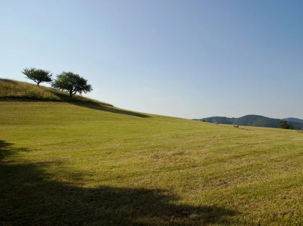 Eenzame bomen — Stockfoto