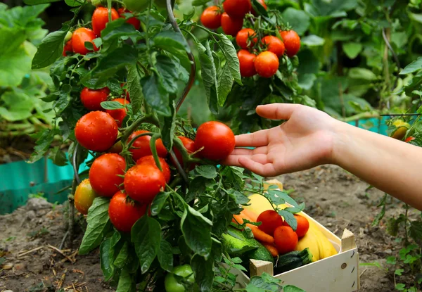 El jardinero sostiene un tomate fresco —  Fotos de Stock