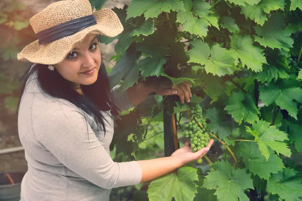 Viticultor está comprobando la uva — Foto de Stock