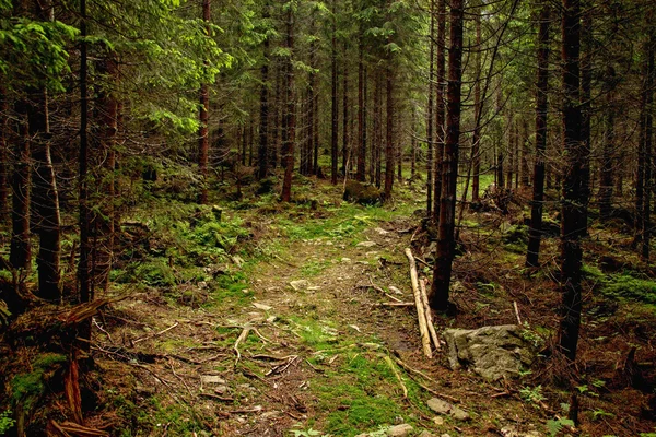 Passerella attraverso la foresta — Foto Stock