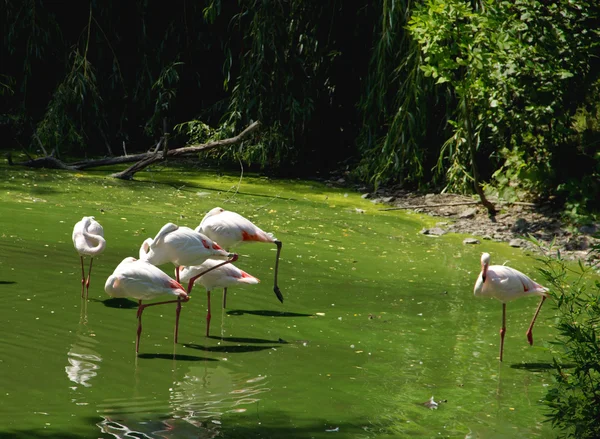 Vuelo de Flamingoes — Foto de Stock