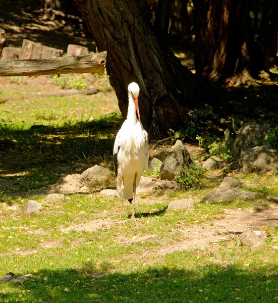 Storch — Stockfoto