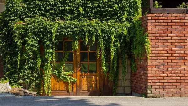 Holztür mit Efeu bedeckt — Stockfoto