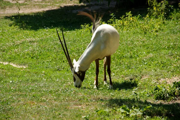 Oryx arabe — Photo