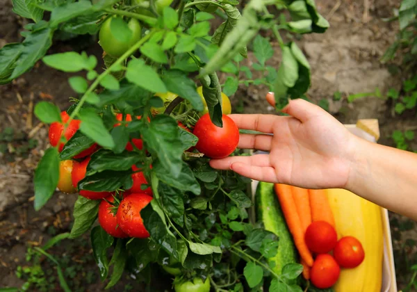 Mano de jardinero con tomate —  Fotos de Stock
