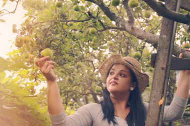 Tuin vrouw is het oppakken van een appels op de ladder
