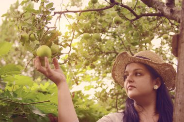 Bahçıvan bir elma hasat