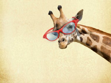 Zürafa ile sunglassess