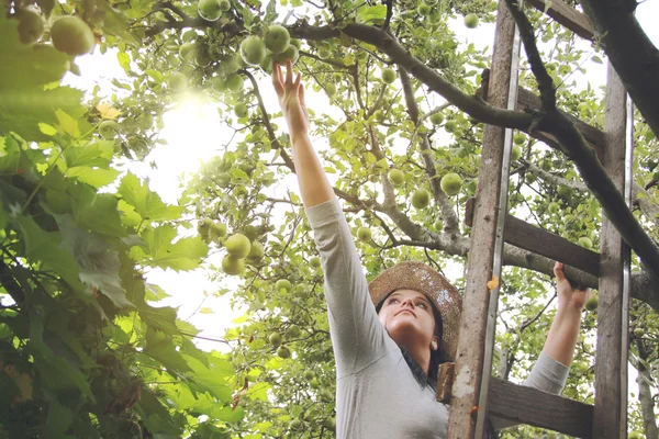 Trädgård kvinna är att plocka upp en äpplen på stege — Stockfoto