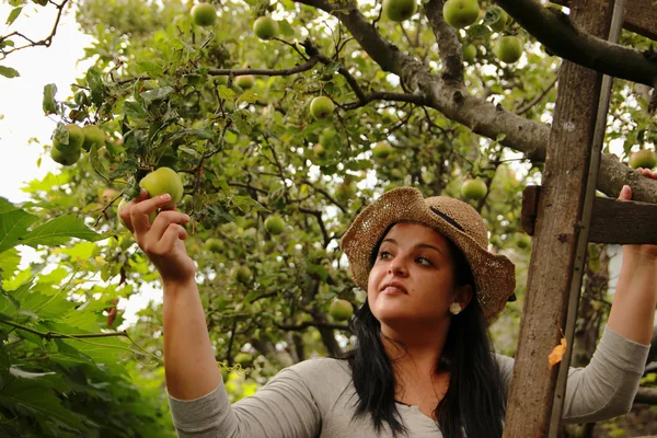 Женщина из сада собирает яблоки на лестнице — стоковое фото