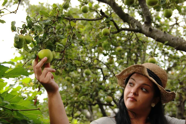Женщина в саду украшает яблоки — стоковое фото