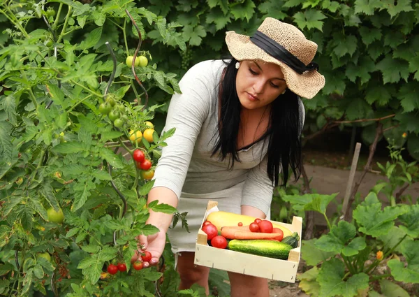 Jardinier récolte un légume — Photo