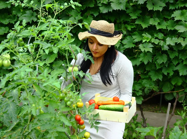 Jardinero está recogiendo una verdura — Foto de Stock