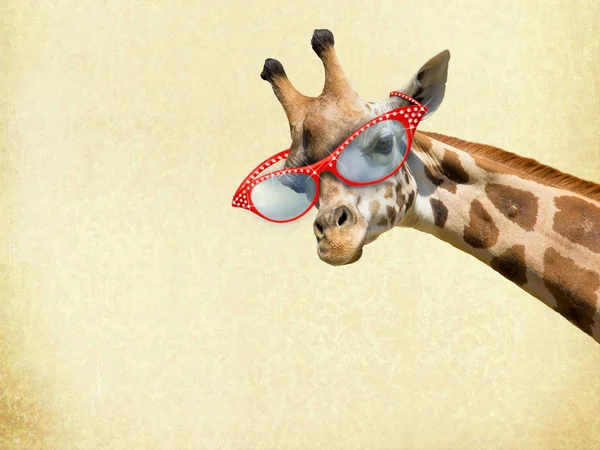 Girafa com Sunglassess — Fotografia de Stock