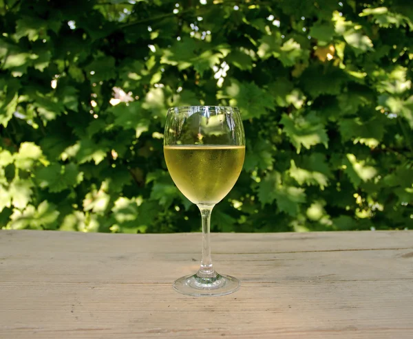 Glas av vinstockar med vin druvor bakgrund — Stockfoto