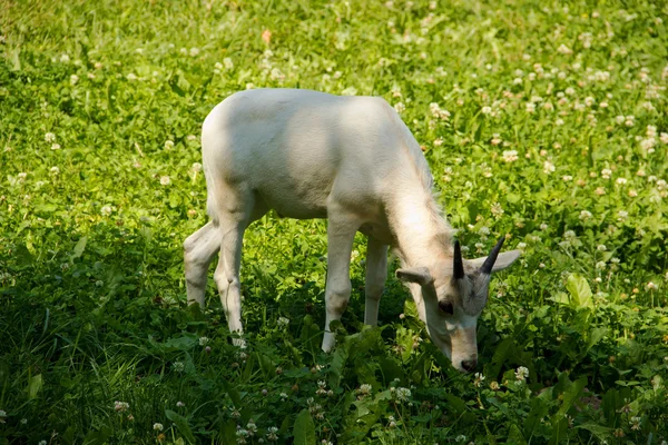 Filhote de cabra Jaat — Fotografia de Stock