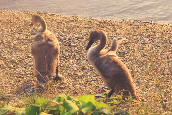 Small Swans — Stock Photo, Image