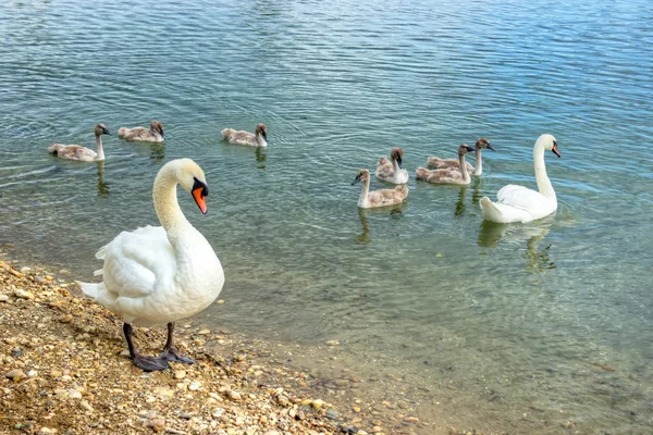 Swan Family — Stock Photo, Image