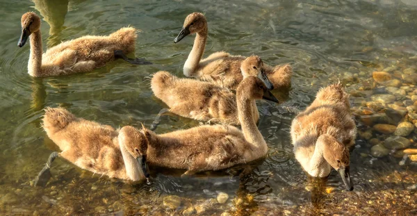 Filhotes de cisne — Fotografia de Stock