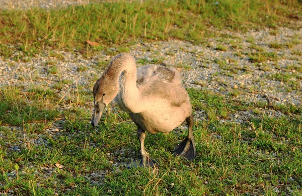Cisne pequeño — Foto de Stock