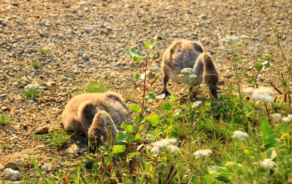 Deux petits cygnes — Photo