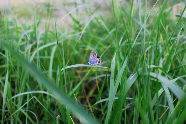 Close Butterfly Grass Summer — Stock Photo, Image