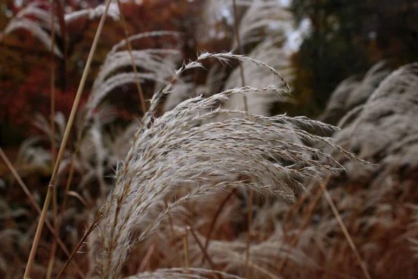 Reeds Develop Wind — Stock fotografie