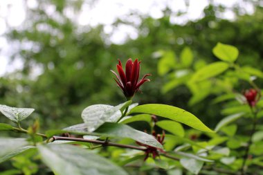 Yakın plan çiçek açan kalikanthus çalısı yağmurdan sonra